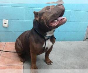 American Pit Bull Terrier Dogs for adoption in Downey, CA, USA