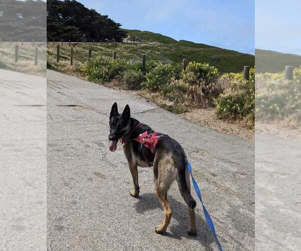 Medium Photo #4 German Shepherd Dog-Unknown Mix Puppy For Sale in San Jose, CA, USA