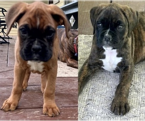 Boxer Puppy for Sale in SHERIDAN, Indiana USA