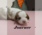 Small #4 Cavalier King Charles Spaniel