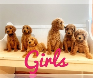 Goldendoodle Puppy for sale in MADISON, NC, USA