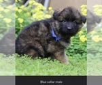 Small Photo #2 German Shepherd Dog Puppy For Sale in ANTIOCH, CA, USA
