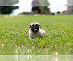 Small Photo #6 Pug Puppy For Sale in WARSAW, IN, USA