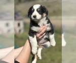Puppy 4 Border Collie-Miniature Australian Shepherd Mix