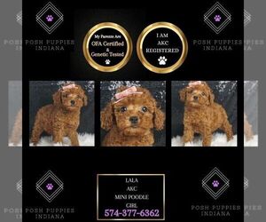Poodle (Miniature) Puppy for sale in WARSAW, IN, USA
