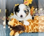 Small Photo #4 Miniature Australian Shepherd Puppy For Sale in ANTHONY, FL, USA