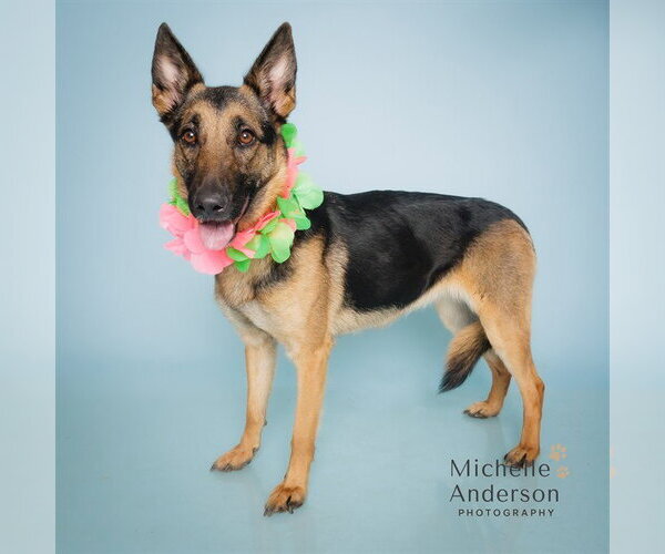 Medium Photo #1 German Shepherd Dog Puppy For Sale in Corona, CA, USA