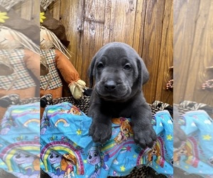 Labrador Retriever Puppy for Sale in NEOLA, West Virginia USA