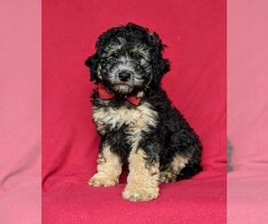 Miniature Bernedoodle-Poodle (Miniature) Mix Puppy for sale in KIRKWOOD, PA, USA