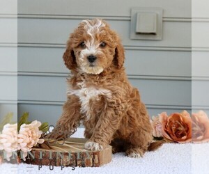 Goldendoodle (Miniature) Puppy for sale in NARVON, PA, USA
