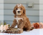 Small Goldendoodle (Miniature)