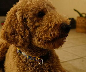 Father of the Goldendoodle puppies born on 03/12/2026