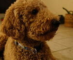 Small Photo #1 Goldendoodle Puppy For Sale in TRACY, CA, USA