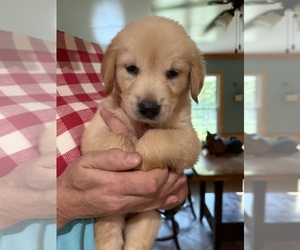 Medium Golden Retriever