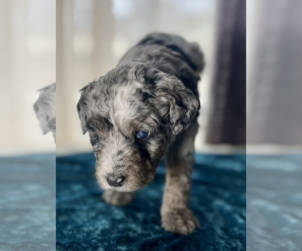 Medium Photo #5 Miniature Australian Shepherd-Miniature Bernedoodle Mix Puppy For Sale in BLUE SPRINGS, MO, USA