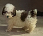 Small #3 Poodle (Miniature)