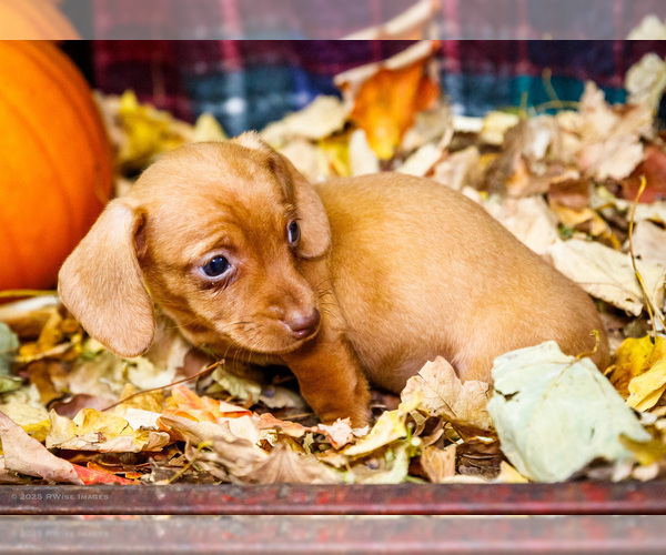 Medium Photo #58 Dachshund Puppy For Sale in WAKARUSA, IN, USA