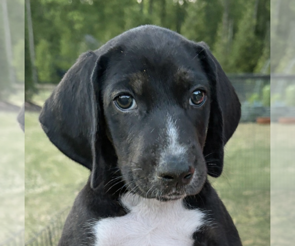 Medium Photo #1 American Foxhound-Unknown Mix Puppy For Sale in Cary, NC, USA