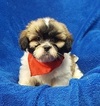 Small Photo #45 Lhasa Apso Puppy For Sale in BUFFALO, MO, USA