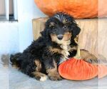 Blair - Female Bernedoodle (Miniature) Puppy for Sale - Photo #2
