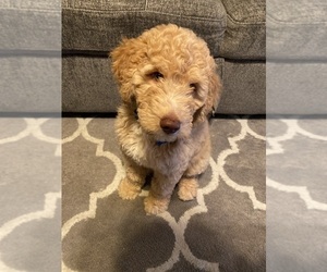 Goldendoodle Puppy for sale in NIXA, MO, USA