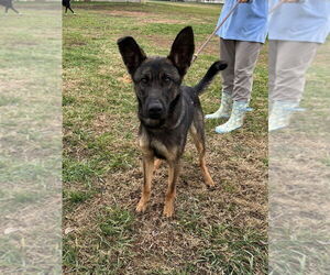 German Shepherd Dog-Unknown Mix Dogs for adoption in Evansville, IN, USA