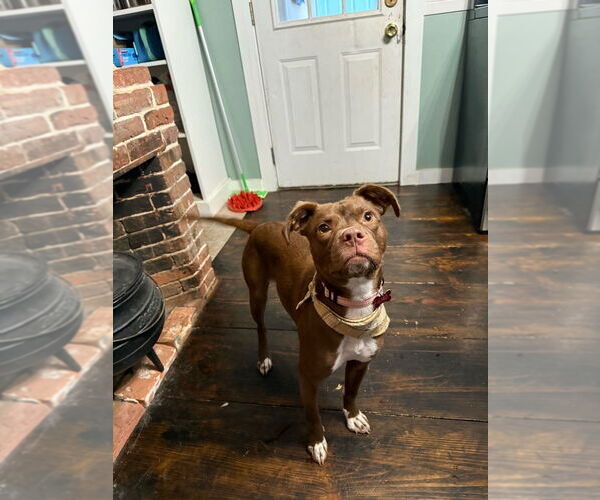 Medium Photo #9 Mutt Puppy For Sale in Boston, MA, USA