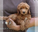 Small #3 Goldendoodle (Miniature)