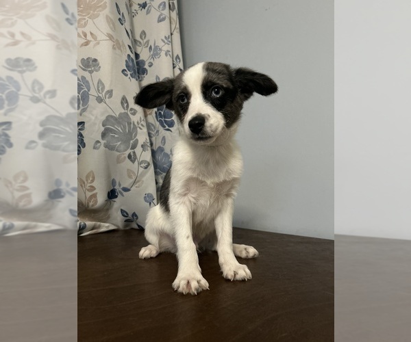 Medium Photo #21 Cockapoo (Miniature) Puppy For Sale in DURHAM, CT, USA
