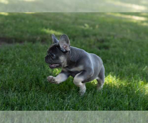 Medium Photo #5 French Bulldog Puppy For Sale in NAPPANEE, IN, USA