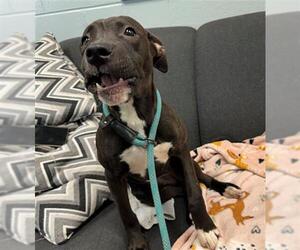 American Pit Bull Terrier Dogs for adoption in Peoria, IL, USA