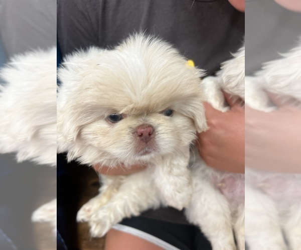 Medium Photo #2 Pekingese Puppy For Sale in WIXON VALLEY, TX, USA