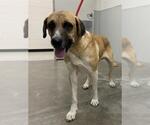 Small Anatolian Shepherd