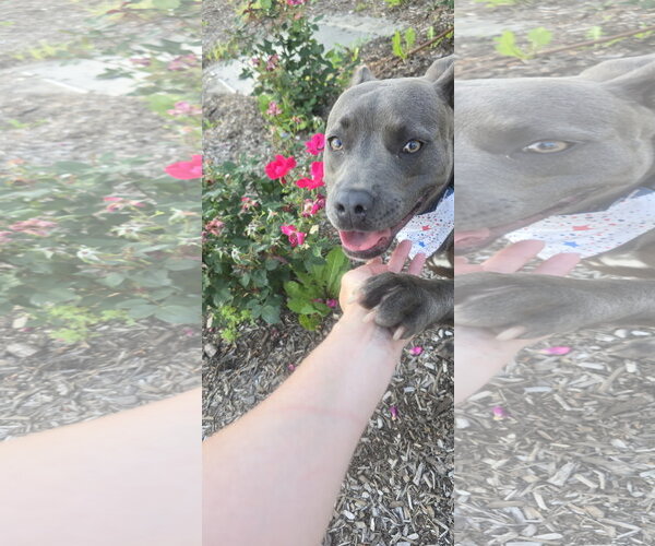 Medium Photo #11 Mutt Puppy For Sale in Rockaway, NJ, USA