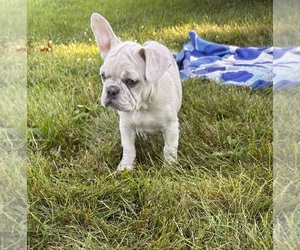 Shih Tzu Puppy for sale in MIDDLEBURY, IN, USA