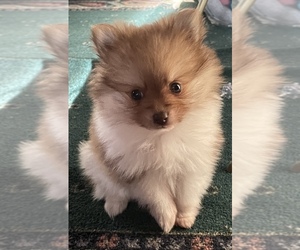 Pomeranian Puppy for sale in COLLINSVILLE, IL, USA