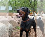 Small #26 Doberman Pinscher