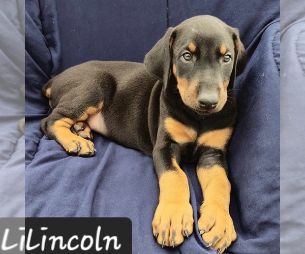 Medium Photo #3 Doberman Pinscher Puppy For Sale in POMEROY, OH, USA
