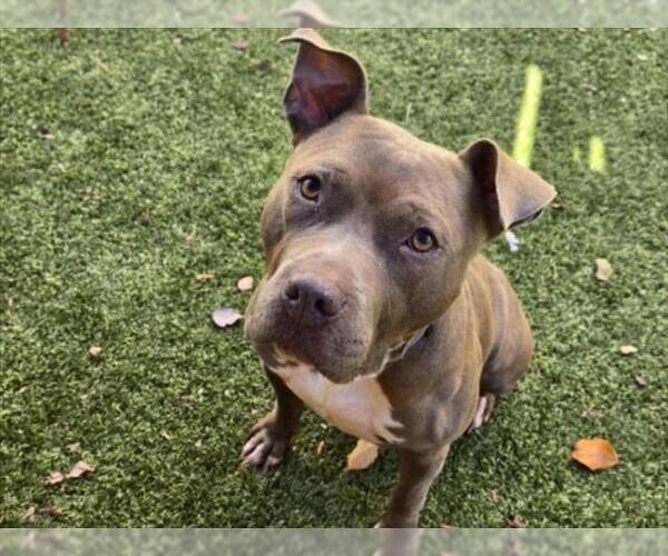 Medium Photo #1 American Staffordshire Terrier Puppy For Sale in Derwood, MD, USA