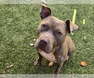 American Staffordshire Terrier Dogs for adoption in Derwood, MD, USA