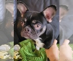Small Photo #1 French Bulldog Puppy For Sale in ORLANDO, FL, USA