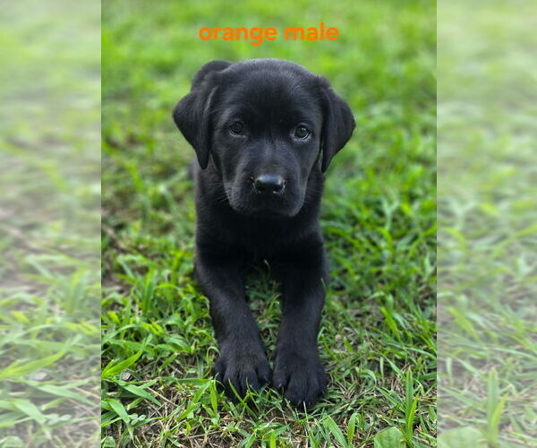 Medium Photo #2 Labrador Retriever Puppy For Sale in TALBOTT, TN, USA
