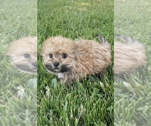 Havanese Puppy for sale in CANOGA, NY, USA