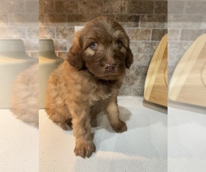 Aussiedoodle Puppy for sale in ROCK ISLAND, TN, USA