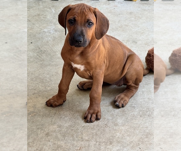 Medium Photo #31 Rhodesian Ridgeback Puppy For Sale in MADISON, GA, USA