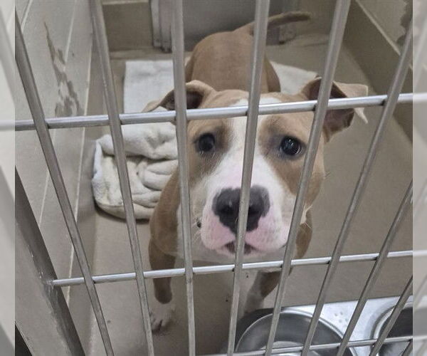Medium Photo #1 American Pit Bull Terrier Puppy For Sale in Decatur, IL, USA