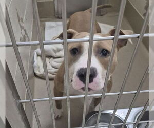 American Pit Bull Terrier Dogs for adoption in Decatur, IL, USA