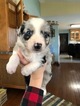 Small Photo #1 Australian Shepherd Puppy For Sale in GENOLA, MN, USA