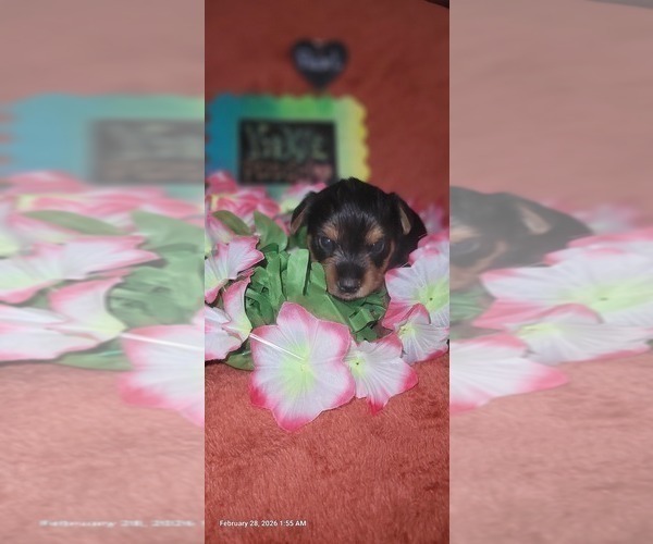 Medium Photo #123 Yorkshire Terrier Puppy For Sale in AKRON, OH, USA