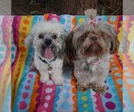 Small Photo #1 Poochon-Shih Tzu Mix Puppy For Sale in ABILENE, TX, USA